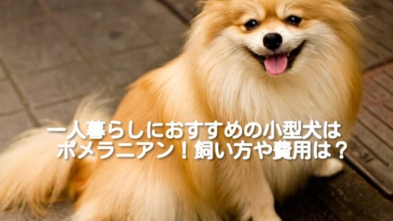 一人暮らしにおすすめの小型犬 ポメラニアンの飼い方や費用は Lovelifestyle